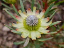 Protea scolymocephala red bract tips
